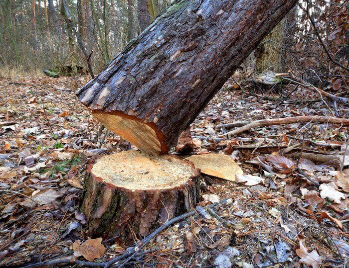 A tree cut in woods