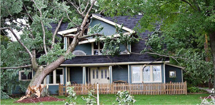 A tree that fell on a house